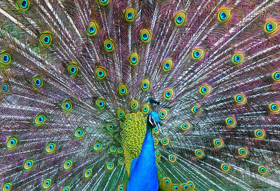 collorfull peacock