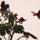 Collpa de Guacamayos, Río Heath, Amazonas, Perú