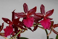 Colmanara Massai 'Red'