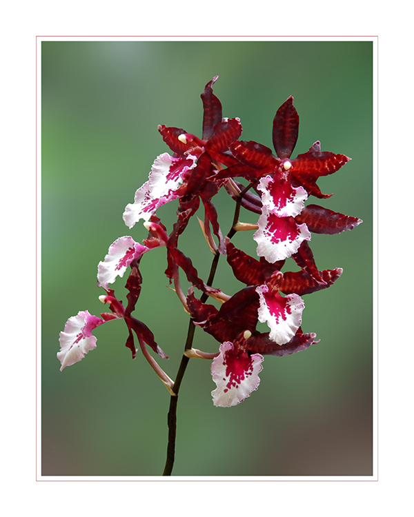 Colmanara Massai splash - Orchidee