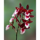 Colmanara Massai splash - Orchidee