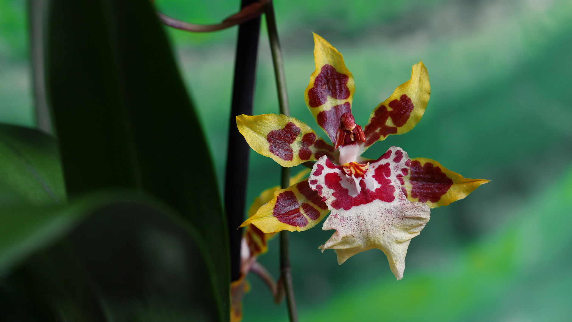Colmanara Orchidee