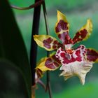 Colmanara Orchidee