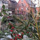 Colmar-5