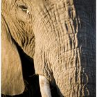 Colmillo de Elefante (Kenya)
