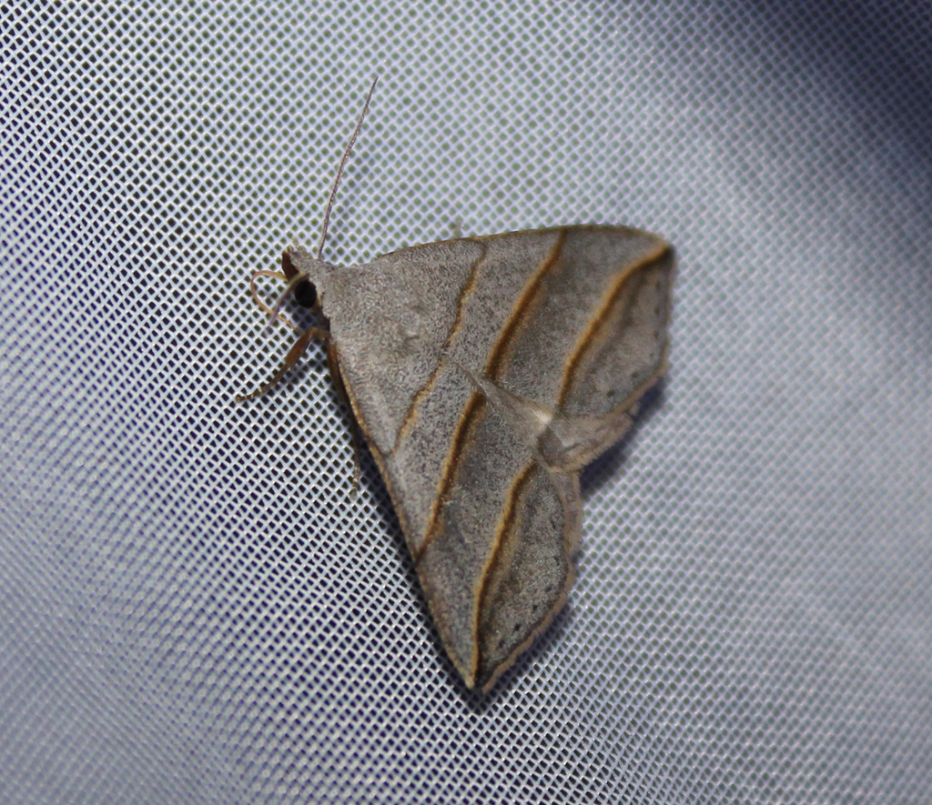 Colobochyla salicalis  - Weiden Spannereulchen 