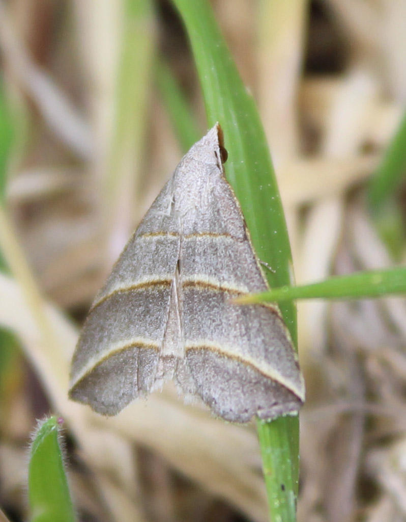 Colobochyla salicalis - Weiden-Spannereule 