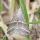 Colobochyla salicalis - Weiden-Spannereule 