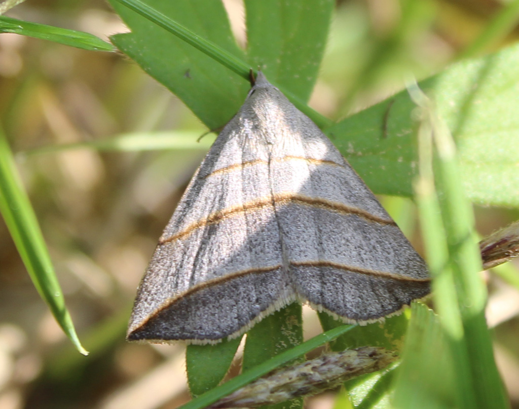 Colobochyla salicalis  -  Weiden Spannereule 