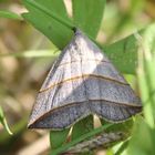 Colobochyla salicalis  -  Weiden Spannereule 