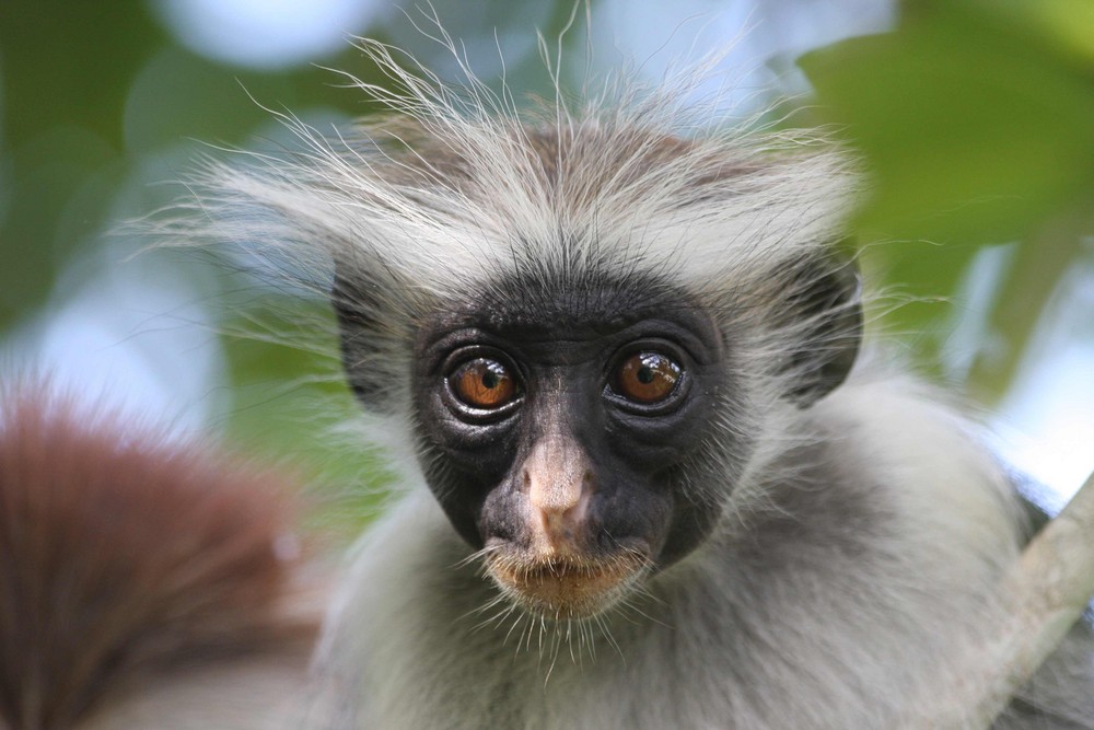 Colobre Rouge (Zanzibar)