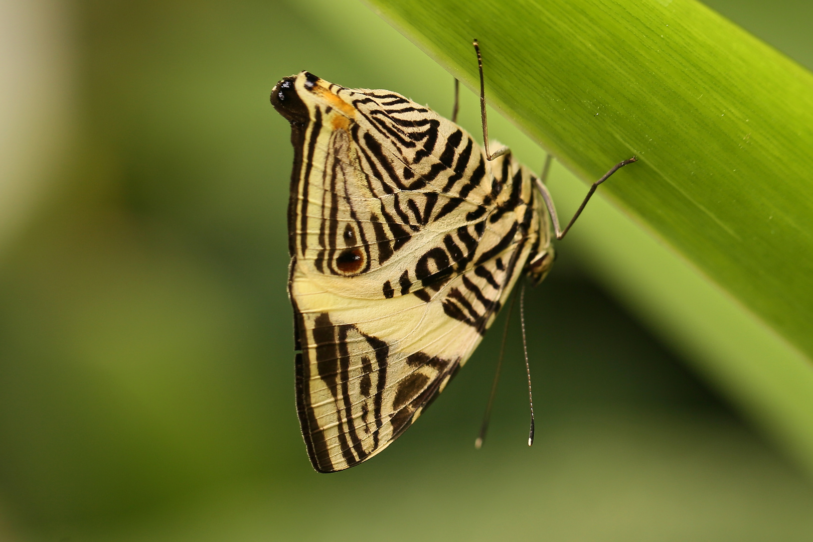 Colobura dirce (2017_06_10_EOS 6D_3369_ji)