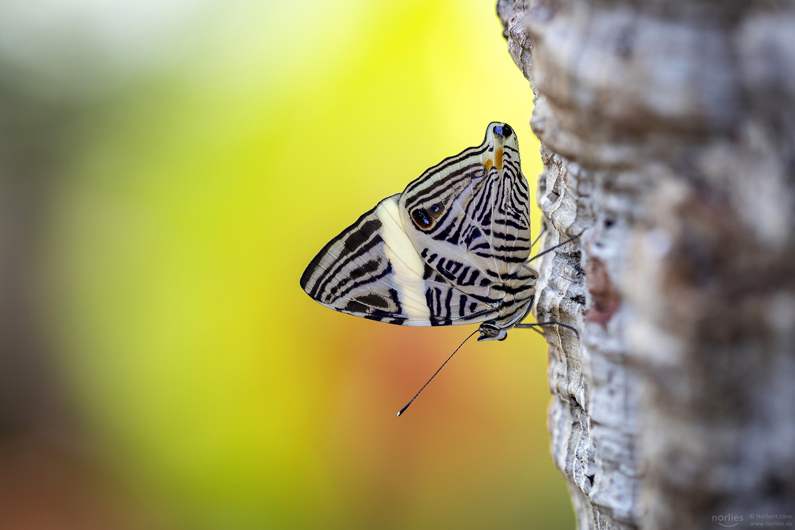 colobura dirce