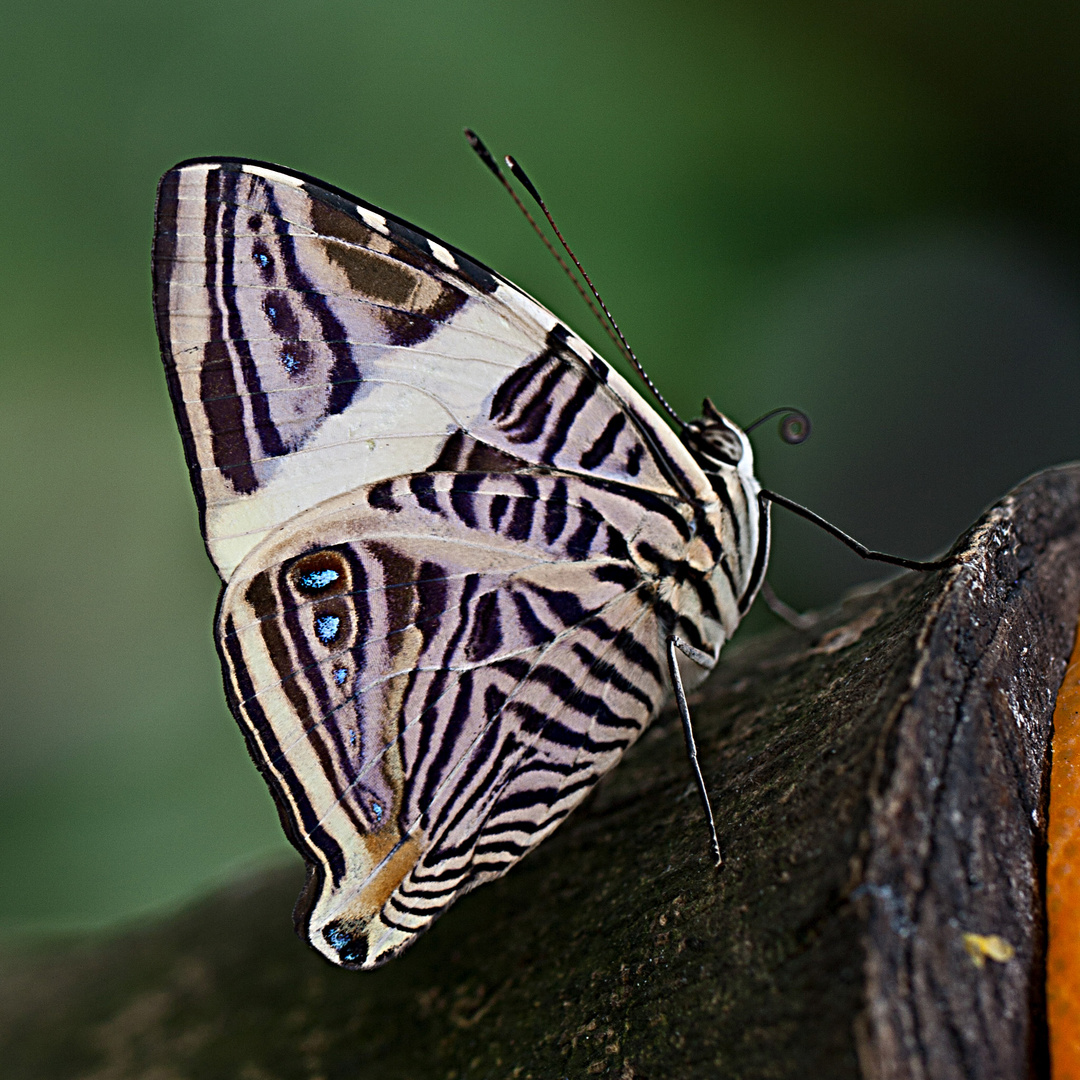 Colobura dirce