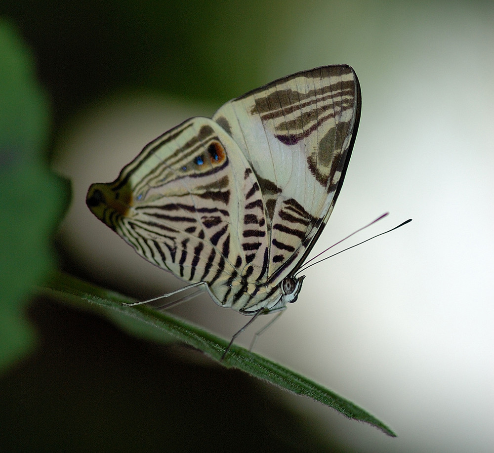 Colobura dircoîdes Costa Rica