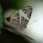 Colobura dircoîdes Costa Rica