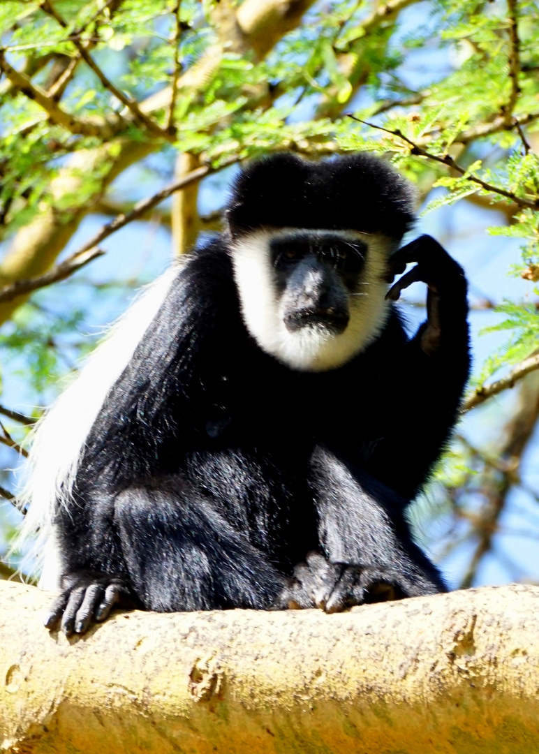 Colobus 15