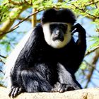 Colobus 15