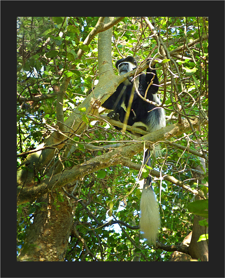 Colobus