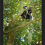 Colobus