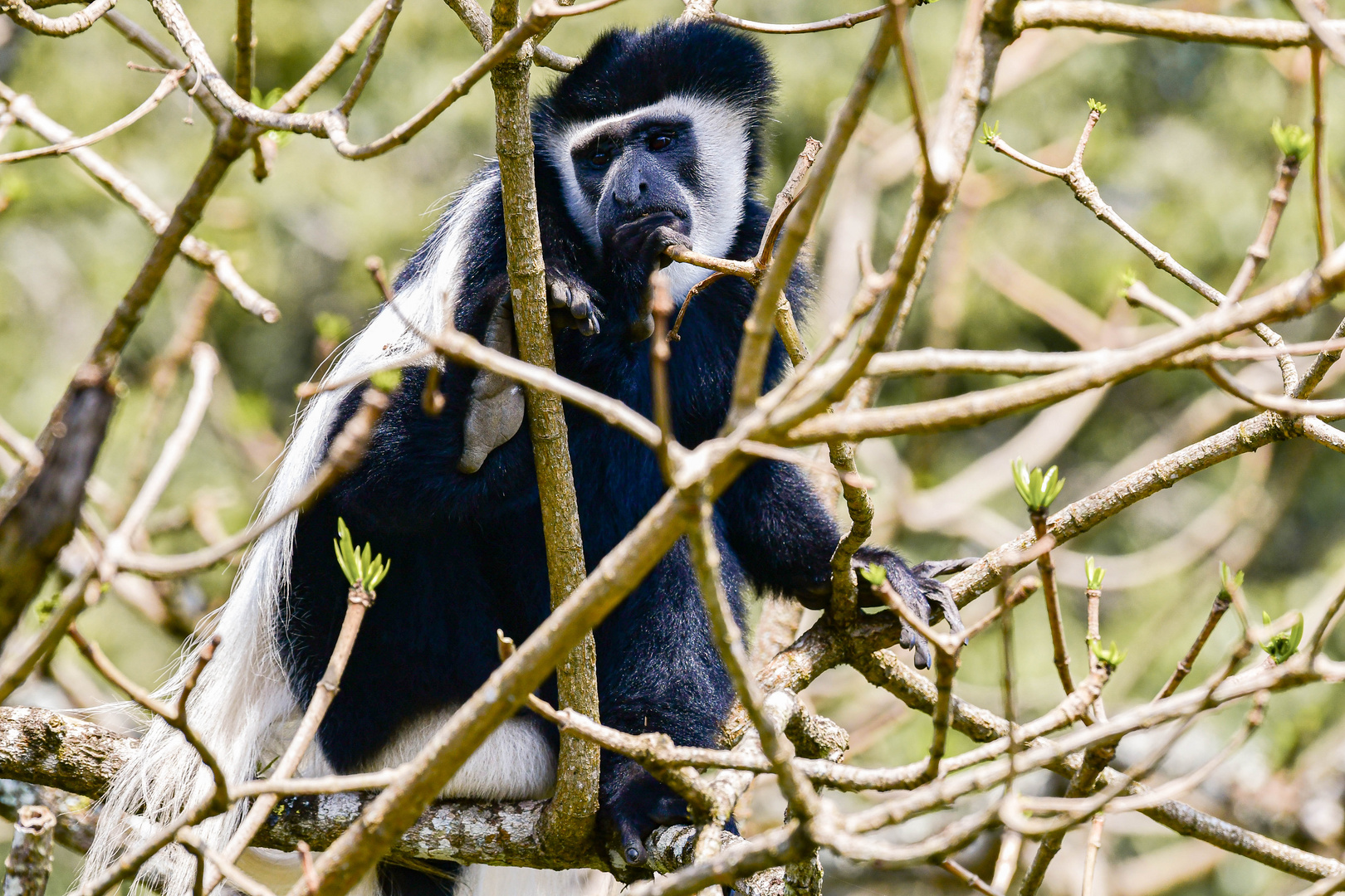 Colobus