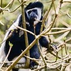 Colobus