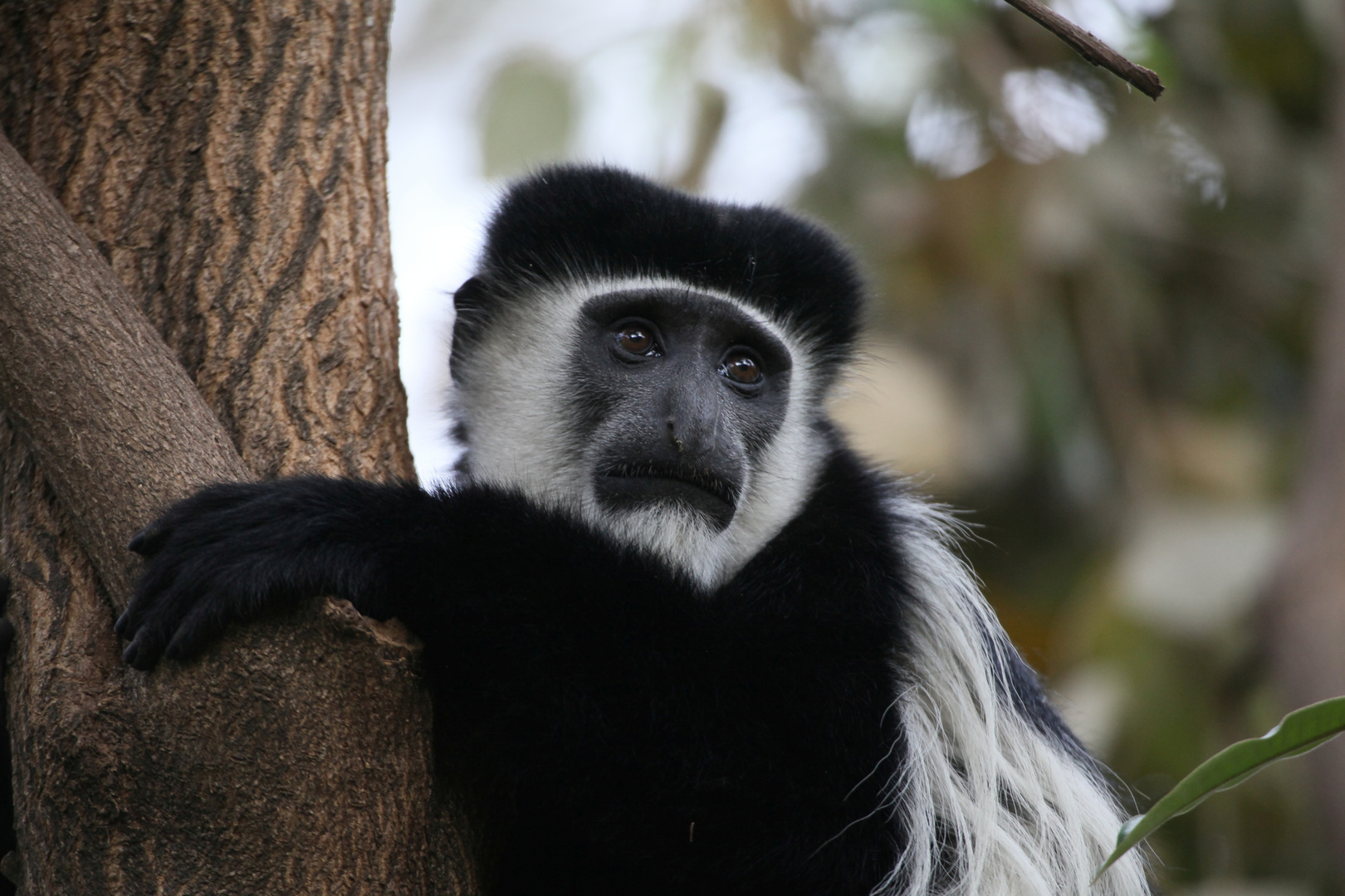 Colobus