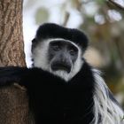 Colobus