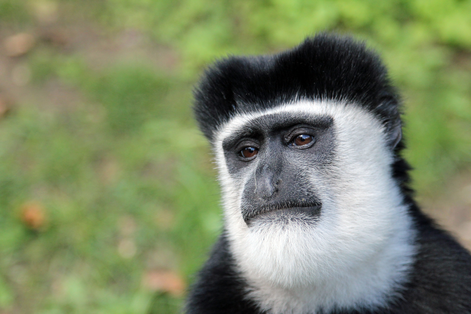 Colobus Affe 02