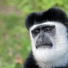 Colobus Affe 02