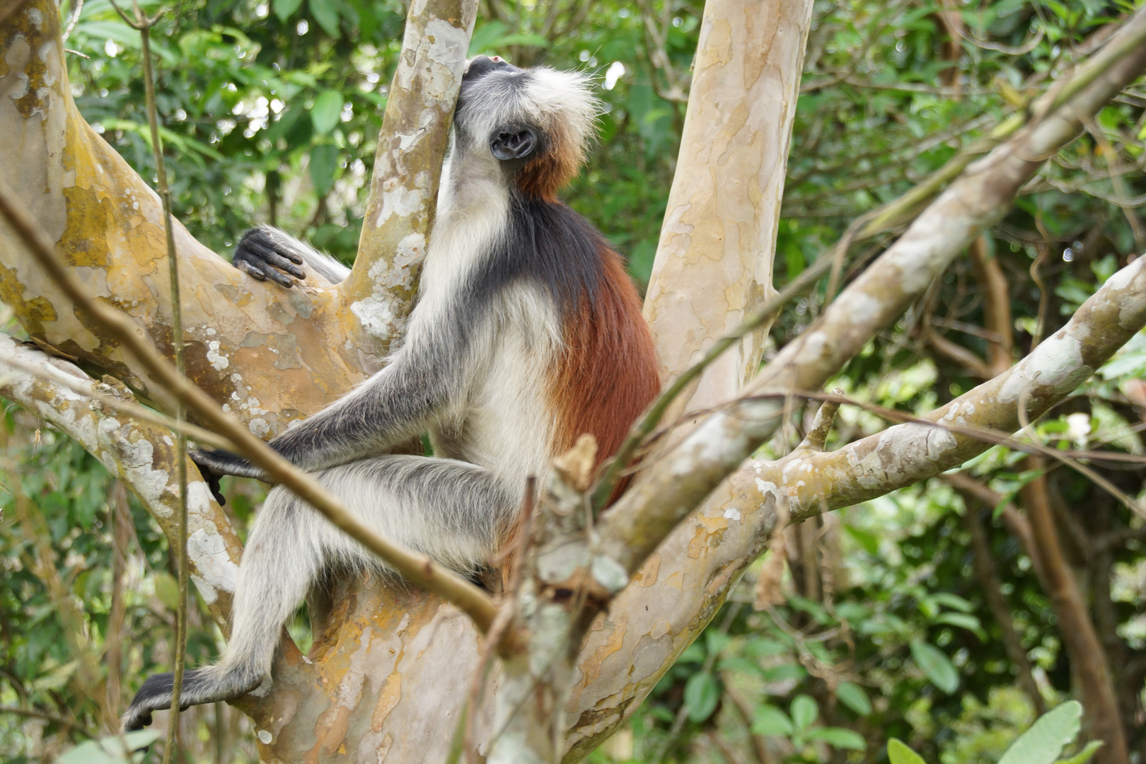 Colobus Affe beim "Chillen"