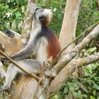 Colobus Affe beim "Chillen"