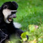 Colobus Affe - Colobus angolensis