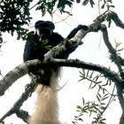 Colobus-Affe