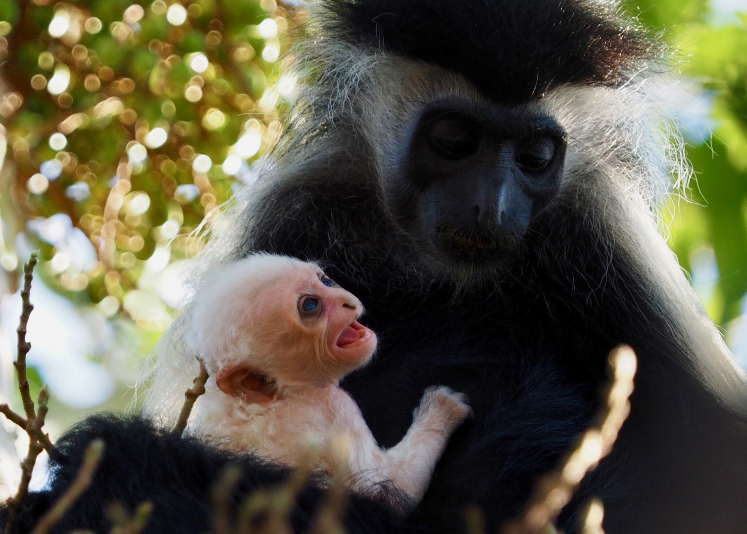 Colobus Affe mit Baby