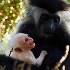 Colobus Affe mit Baby