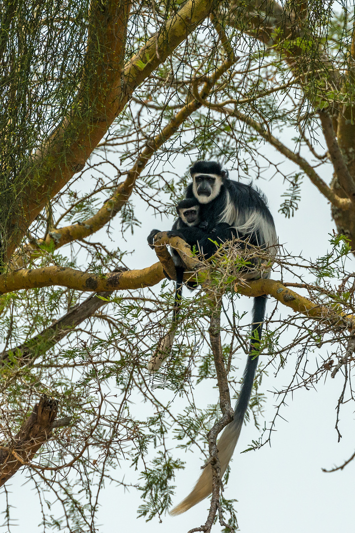 Colobus Affen