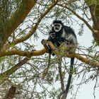 Colobus Affen