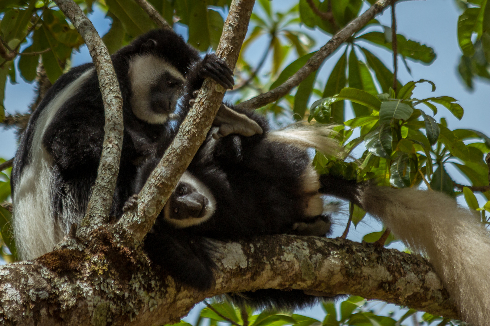 Colobus Affen, Arusha NP