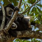 Colobus Affen, Arusha NP