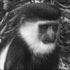 Colobus...