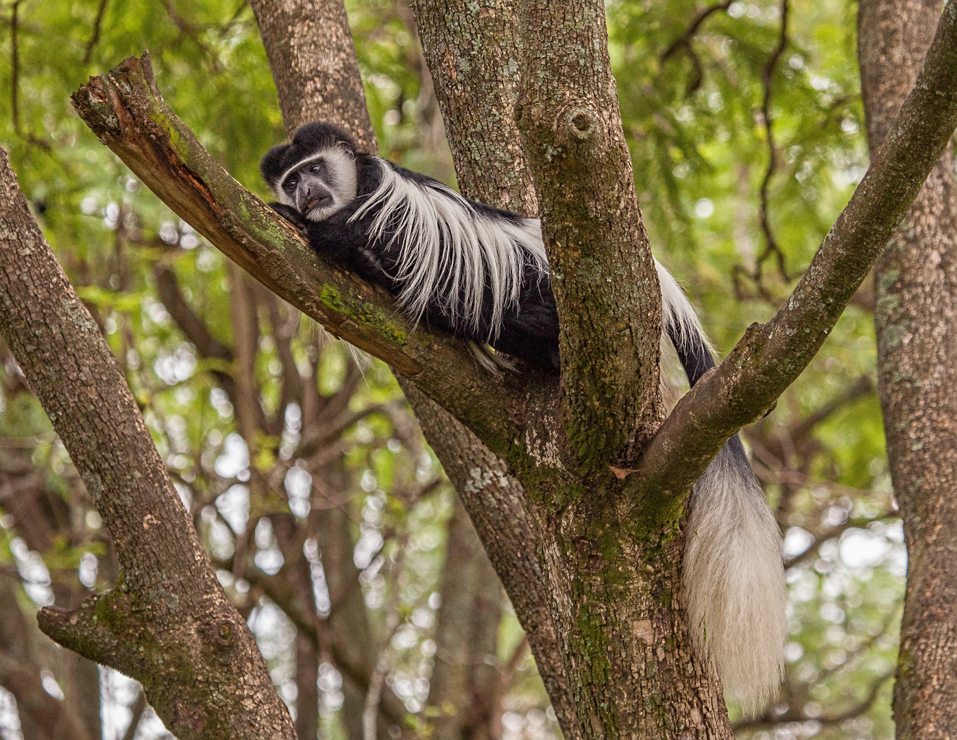 - Colobus guereza -