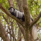 - Colobus guereza -