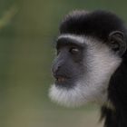 Colobus guereza