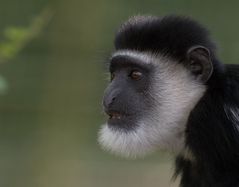 Colobus guereza