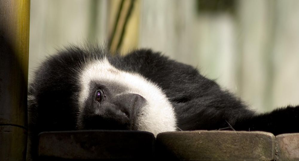 colobus monkey in Disney's Animal Kingdom