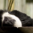 colobus monkey in Disney's Animal Kingdom