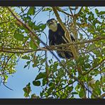 Colobus Weibchen