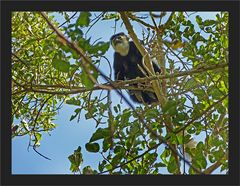 Colobus Weibchen