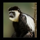 Colobusaffe ( Colobus guereza )